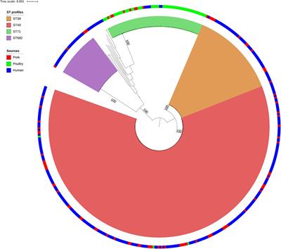 Source Attribution Study of Sporadic Salmonella Derby Cases in France